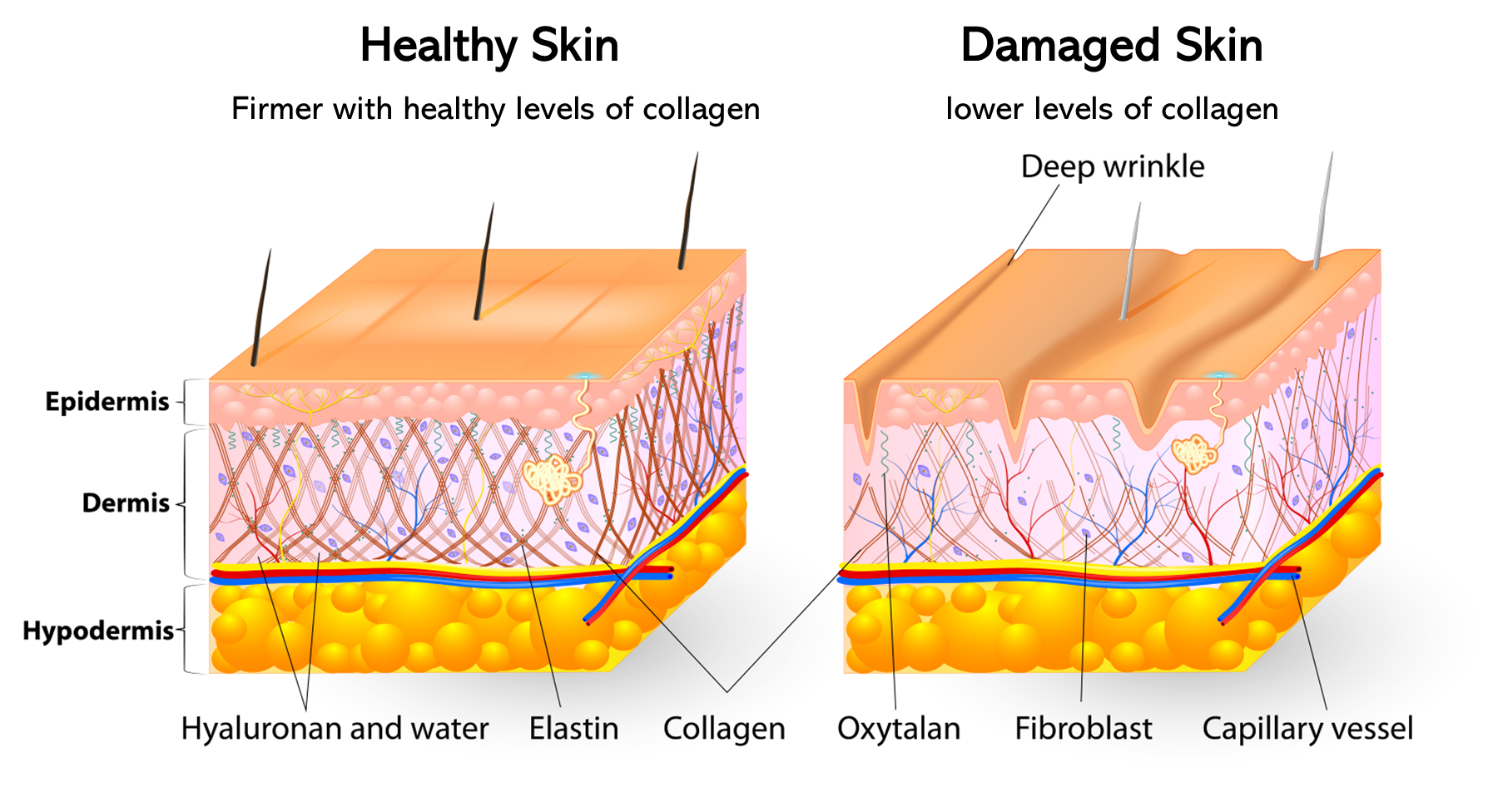 ProDermaCol® Collagen for Skin 231g Neutral Flavour